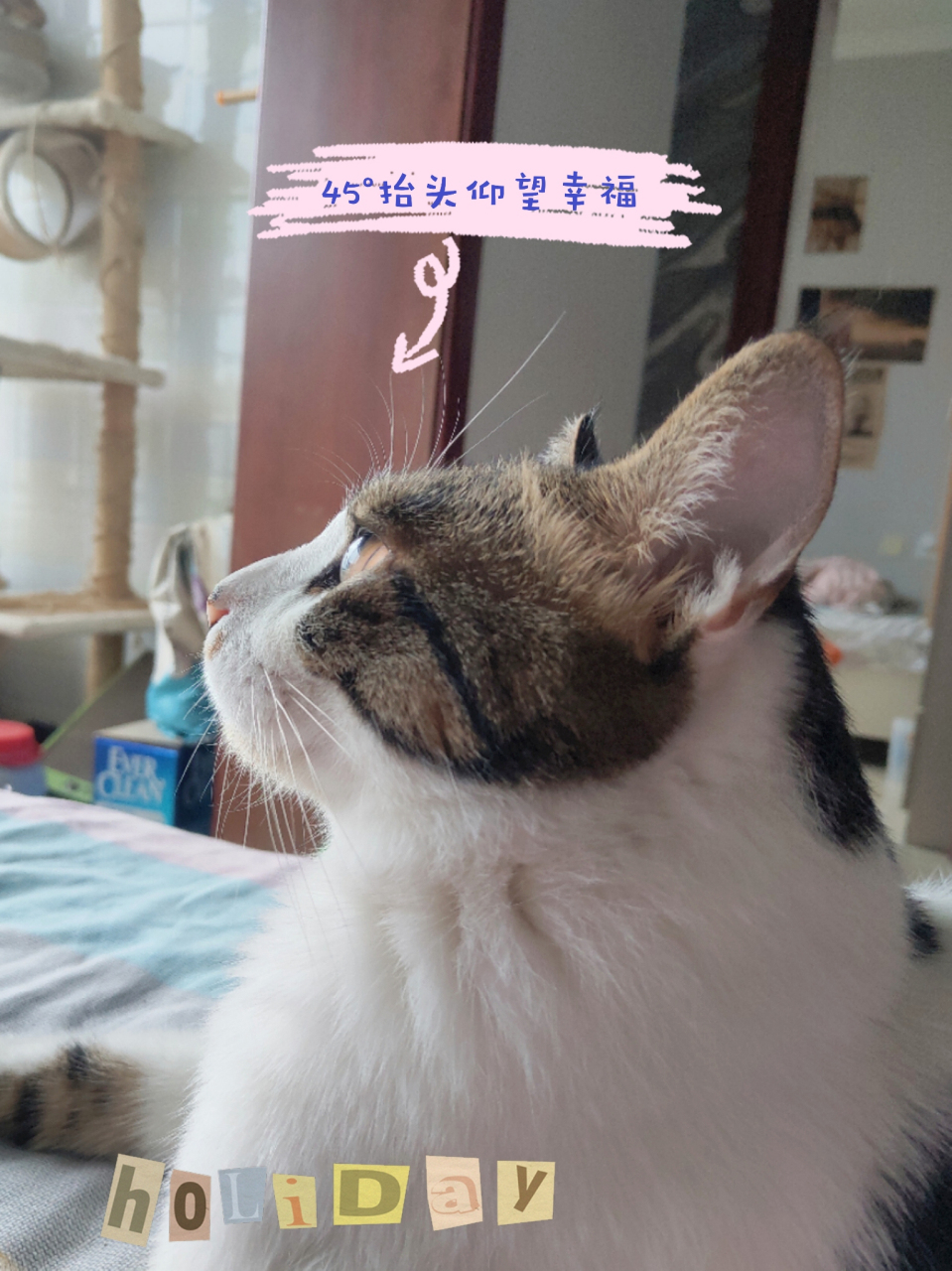 45°抬头仰望天空 #潮级玩家# 小猫咪眼睫毛也挺长的