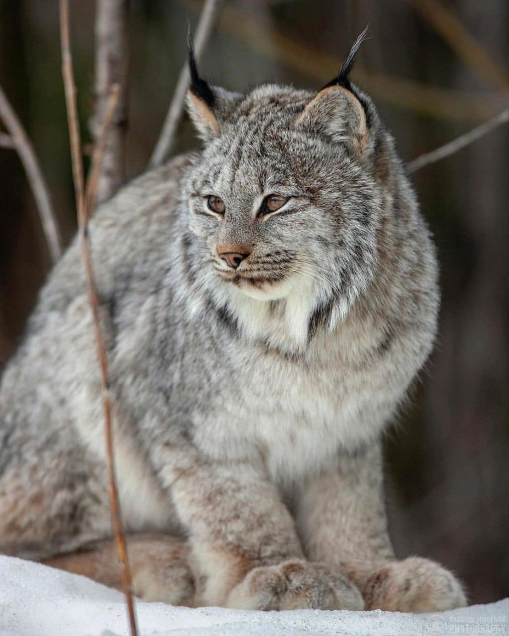 扎辫子的大猫猞猁,气质和萌都拿捏的准准的 喵星人93在野外有着很多