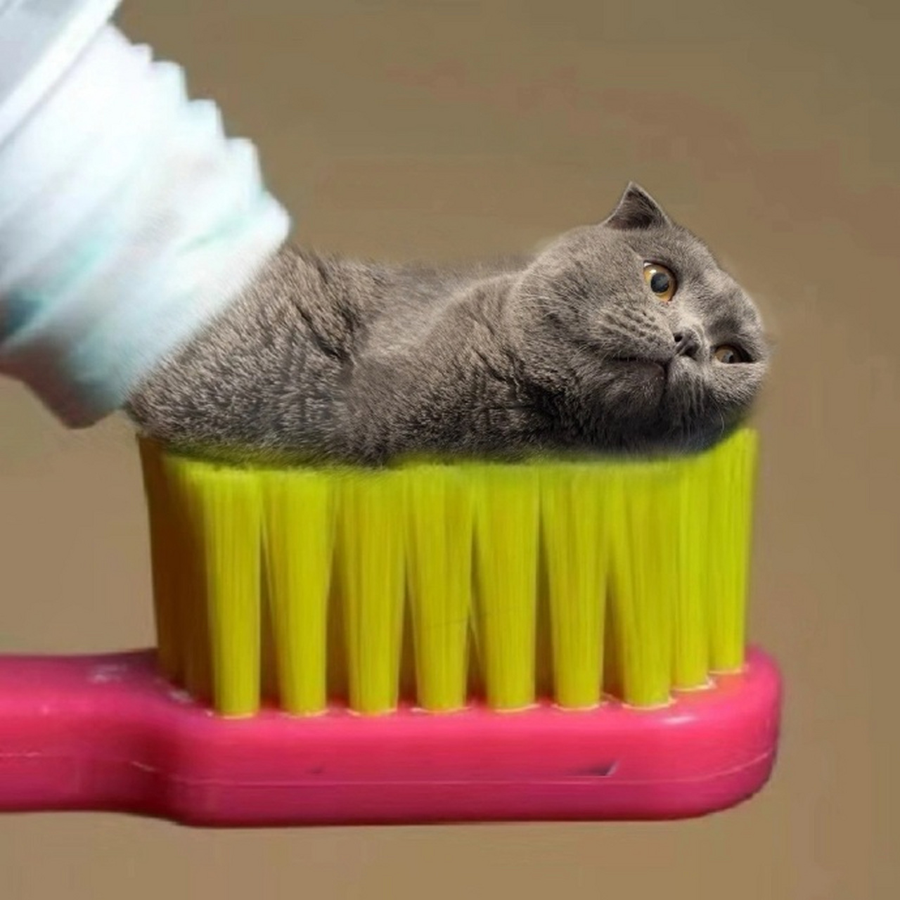 沙雕的猫咪头像图片