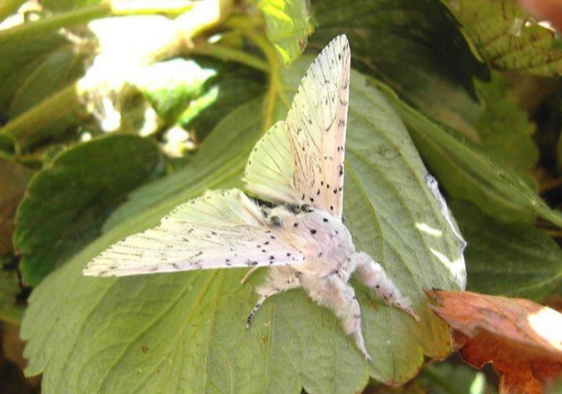 黑带二尾舟蛾 (cerura vinula),幼虫阶段长得非常霸气,脸部奇形怪状