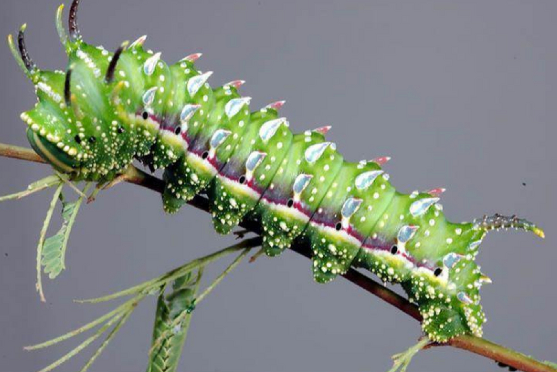 赫伯氏小蚕蛾(音译,hubbards smallsilkmoth),幼虫阶段看上去非常