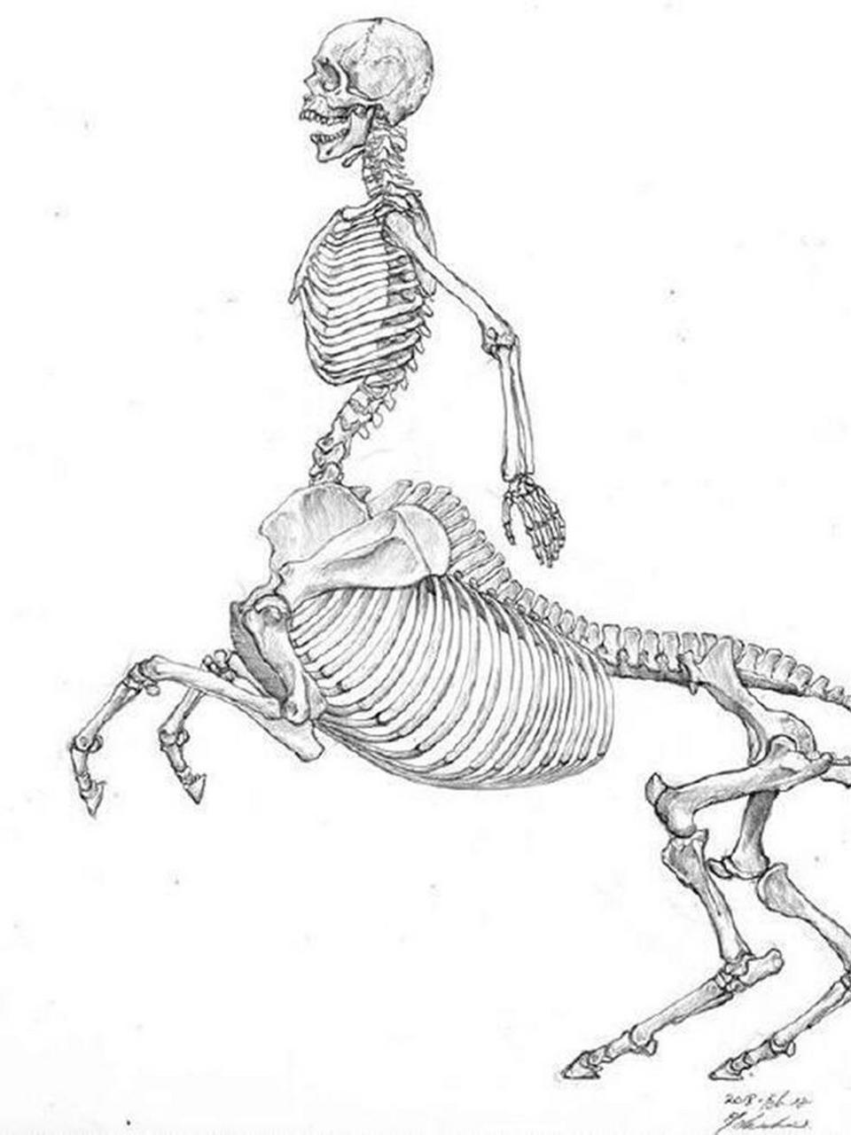 请问半人马如果怀孕了,胎儿是在人肚子里,还是在马肚子里啊?