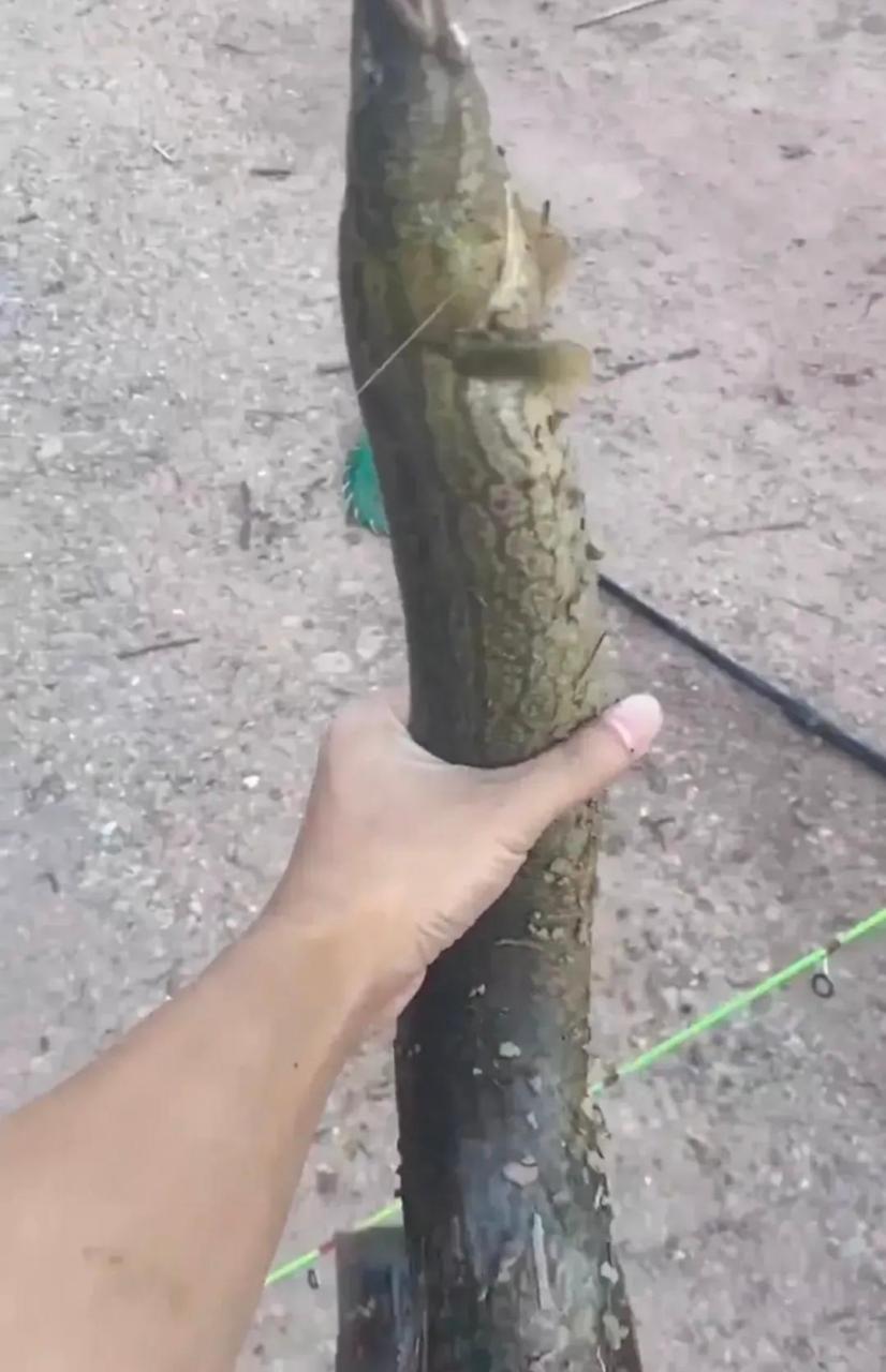 我第一次抓到这么大的刺泥鳅,它几乎要变成精子了,不是吗?