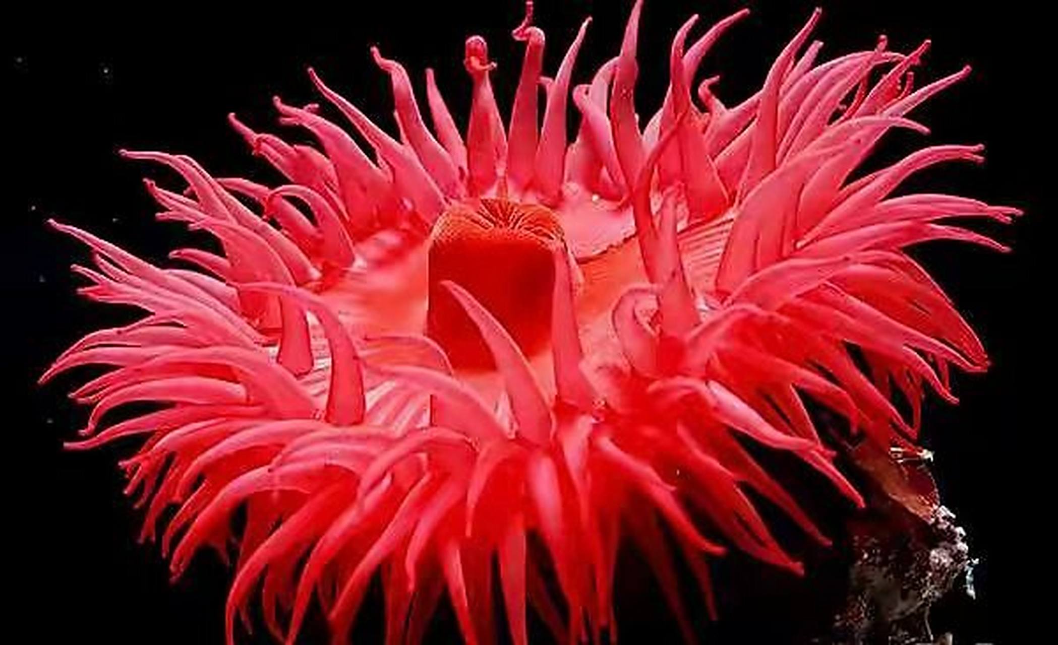 海洋生物-等指海葵 96 等指海葵体型小,全长约3 厘米.