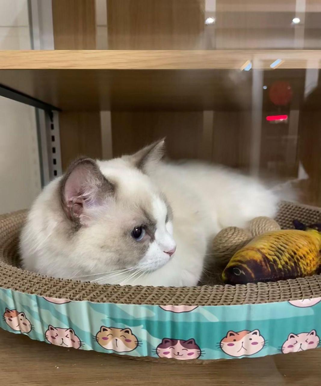 进入尴尬期的布偶猫是真的丑啊!