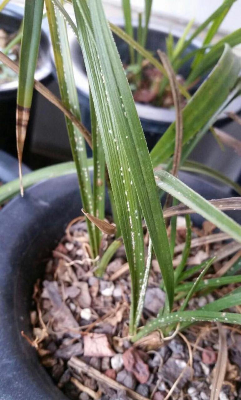 兰花被红蜘蛛啃食图片图片