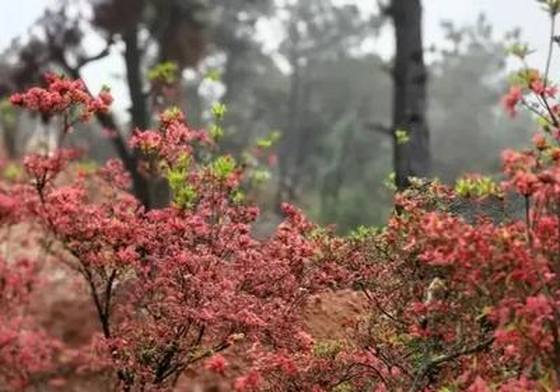 美丽福州30  闽侯最佳赏花地马岚山,漫山杜鹃已红透半边天啦!