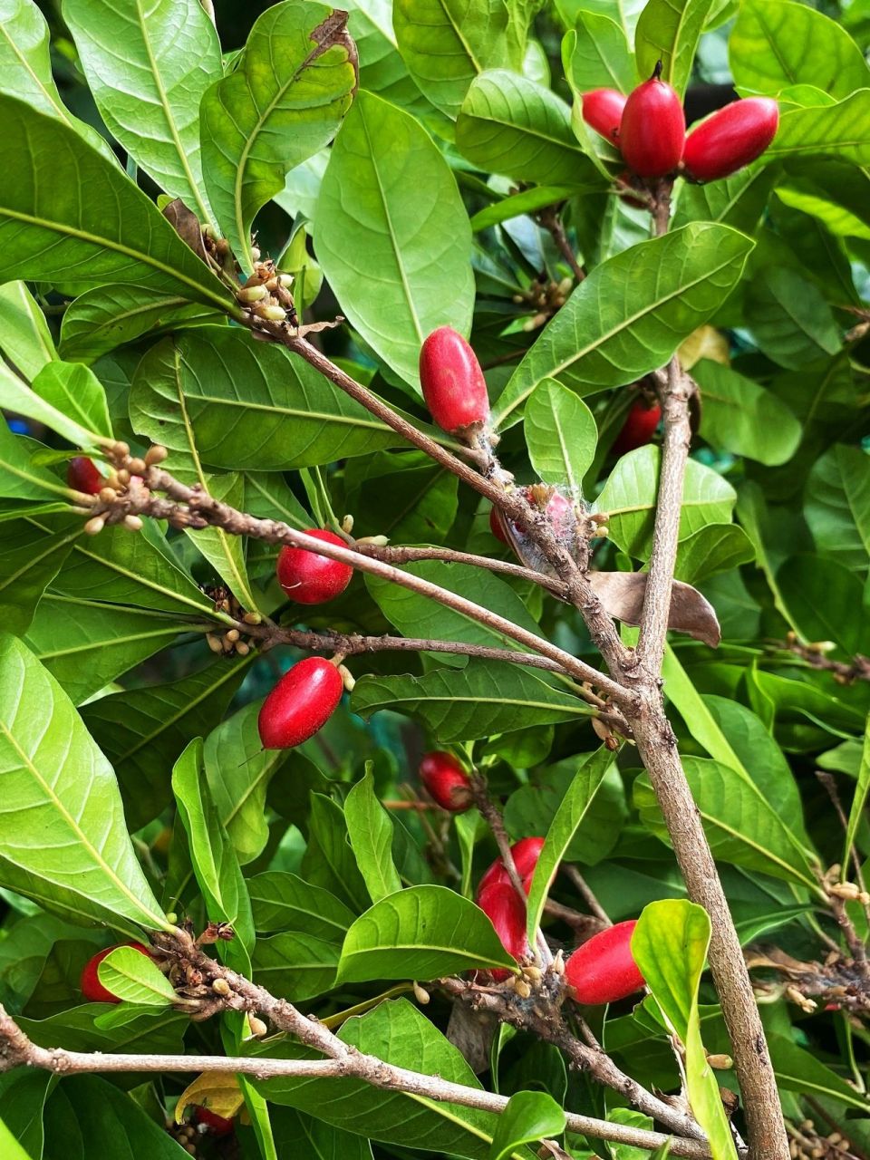 神秘果为什么叫神秘果71 神秘果是常绿阔叶灌木,它的果实酸甜可口