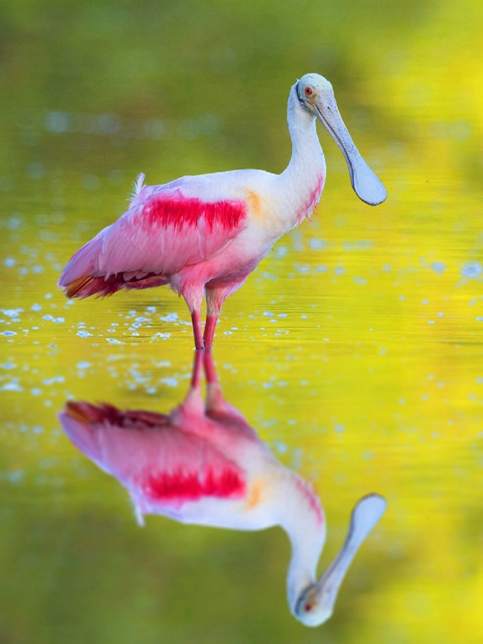 每天陪孩子一起瞧动物 名称:粉红琵鹭(platalea ajaja) 别名:玫瑰琵鹭