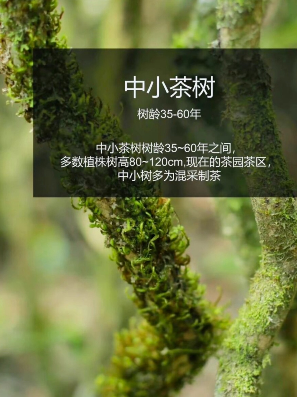 云南茶树呀  云南茶树是一种生长在云南地区的茶树,属于大叶种茶树.