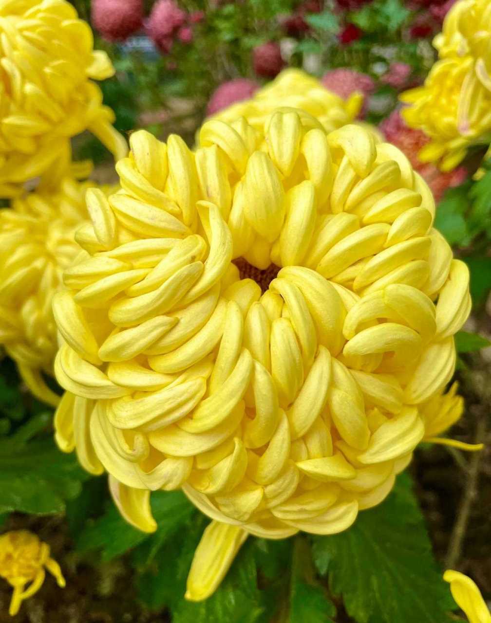 黄菊花是菊花的代表,又被称为菊,有长寿,清静的话语,寓意着无欲无求