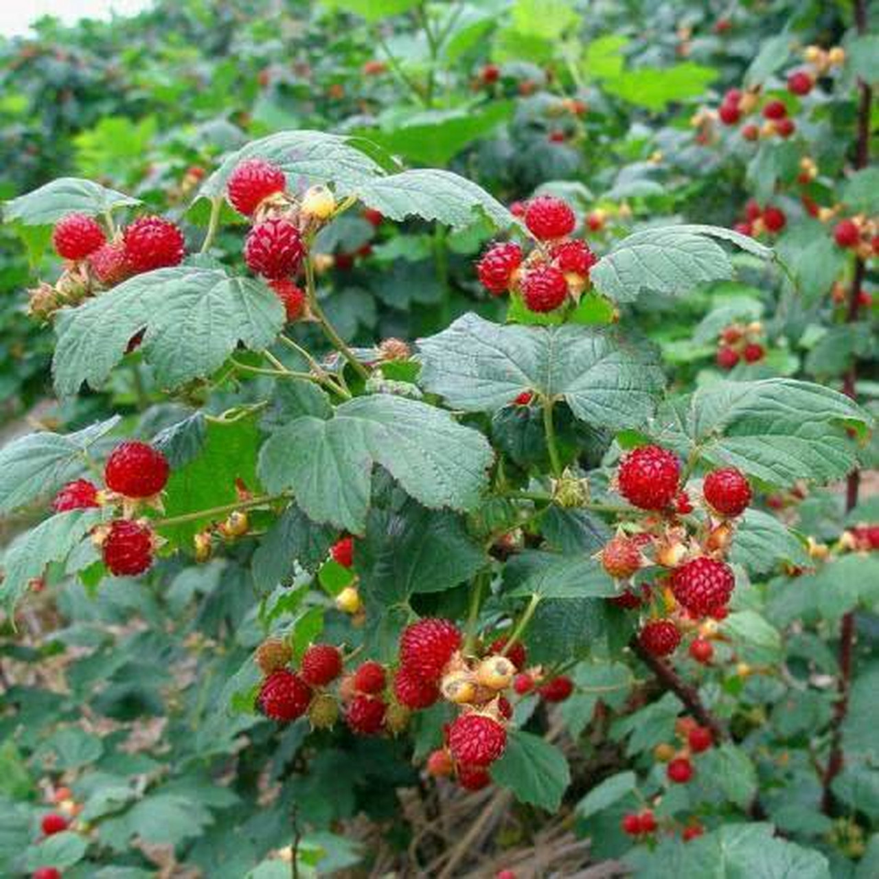 山上,路边上都有,小时候去山上游玩,见刺萢就将