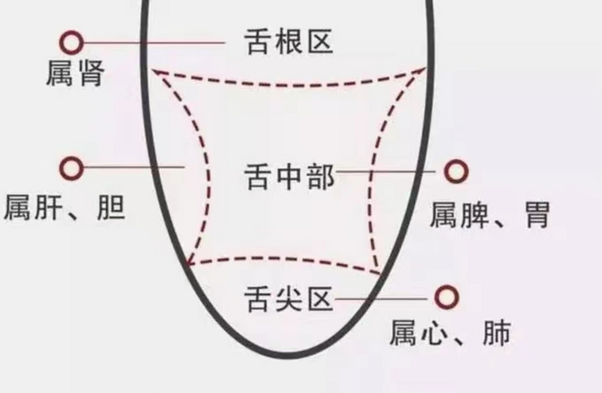 舌头对应部位的示意图图片