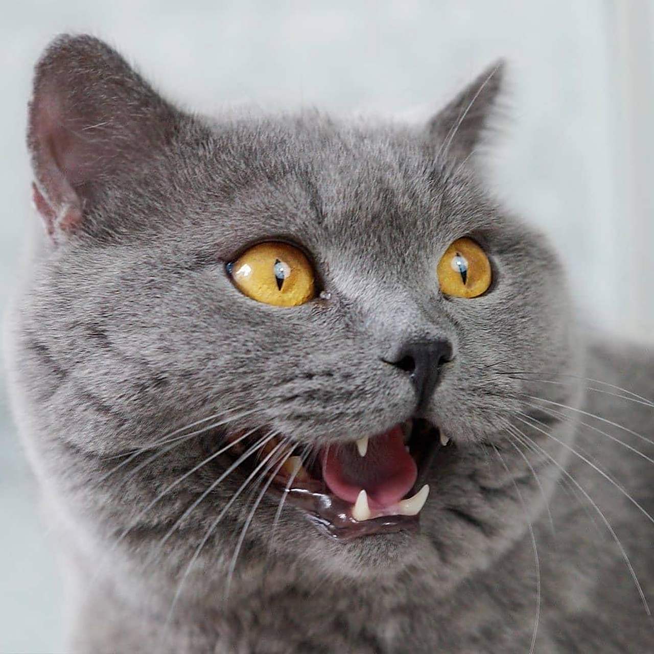 小猫咪一抬头 它的三瓣嘴就能把我可爱死了!
