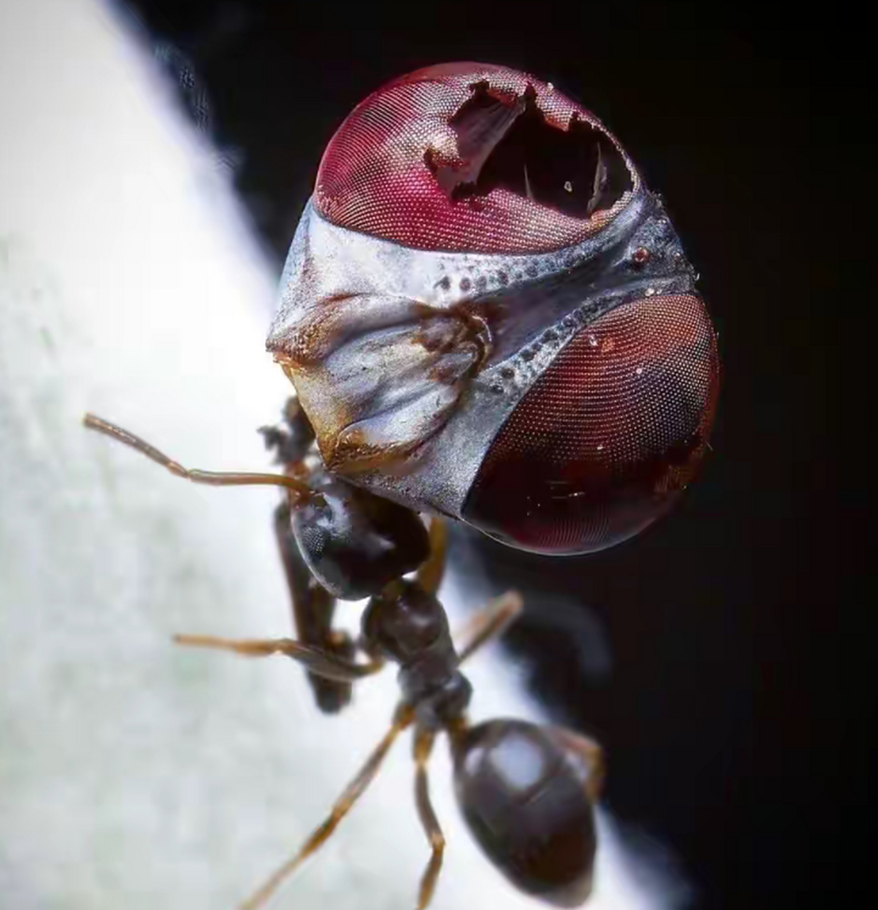 放大镜看到的,蚂蚁扛着吃的