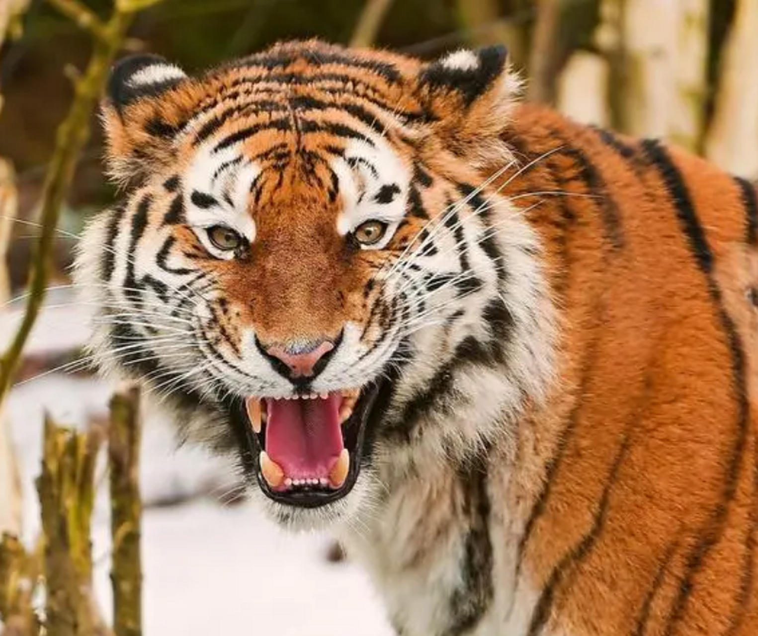 地球上最凶猛的动物 老虎(代表是虎中最强的东北虎)东北虎,又称