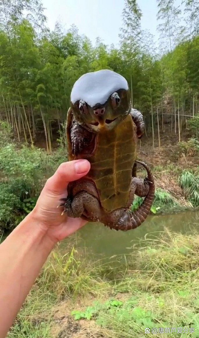第一次见龟这么大个头[大哈]