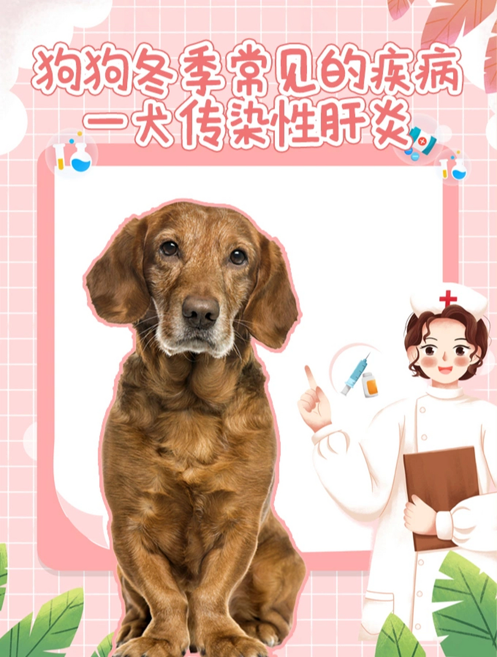 狗狗常见的疾病犬传染性肝炎 哈喽,你的小爱医生已上线 是犬的发病