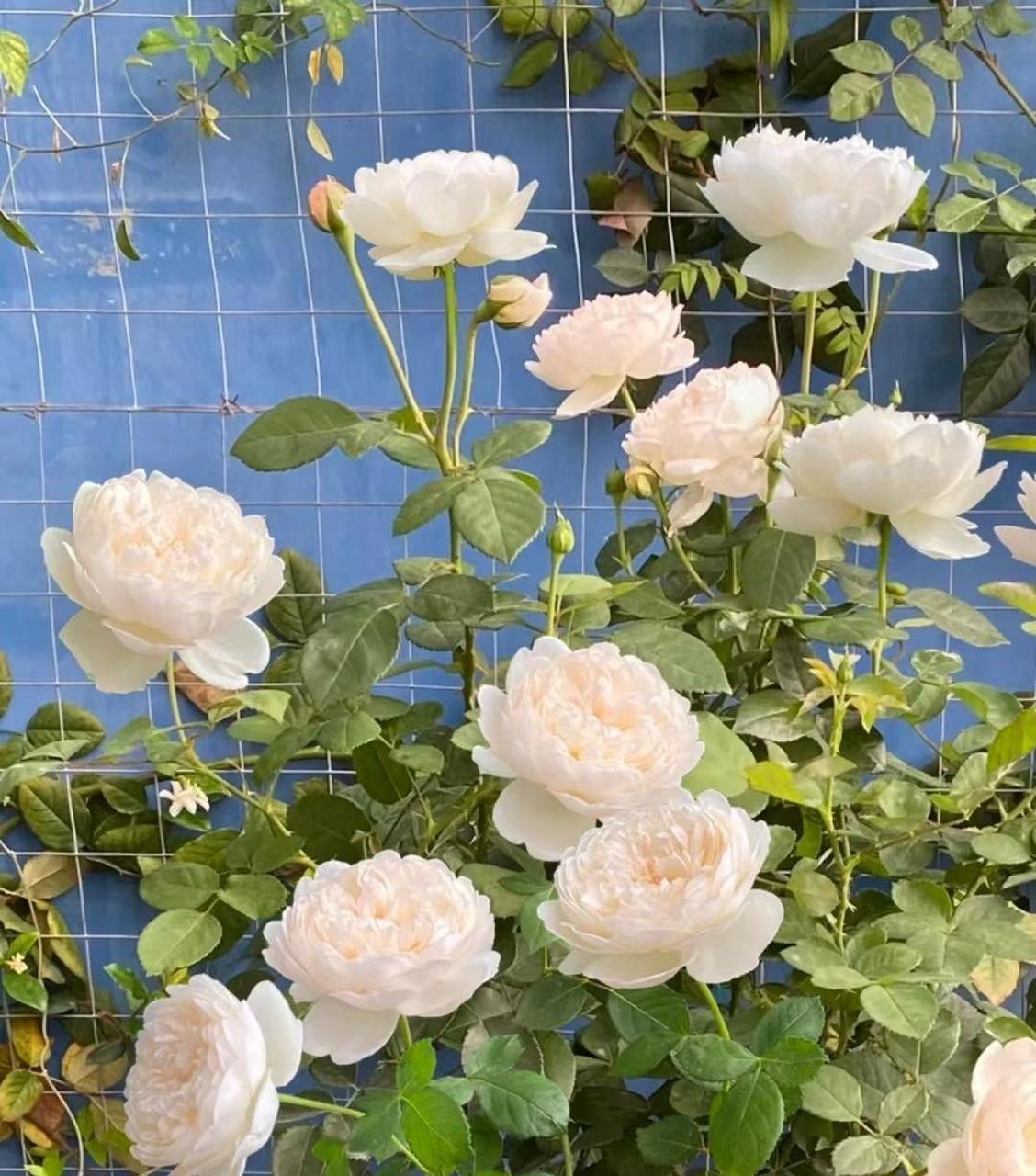 夏天到了,给大家推荐一款夏季也能持续爆花的月季——格拉米斯城堡