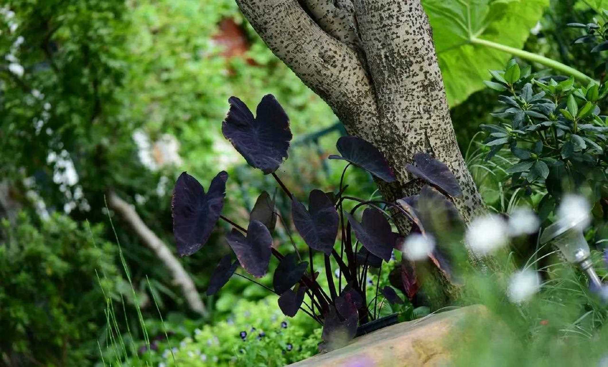 紫叶芋~黑魔法, 叶子确实非常"黑色" ,几乎黑色,尤其是傍晚和阴天.