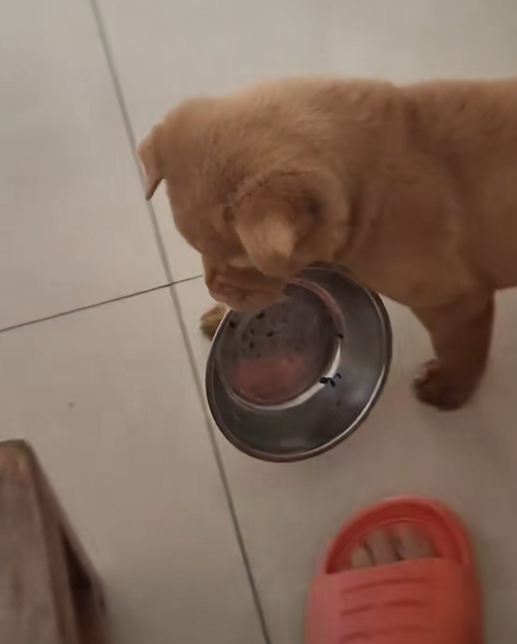 主人:刚起床,小狗已经把饭盆叼在嘴里了,真是个小饭桶.