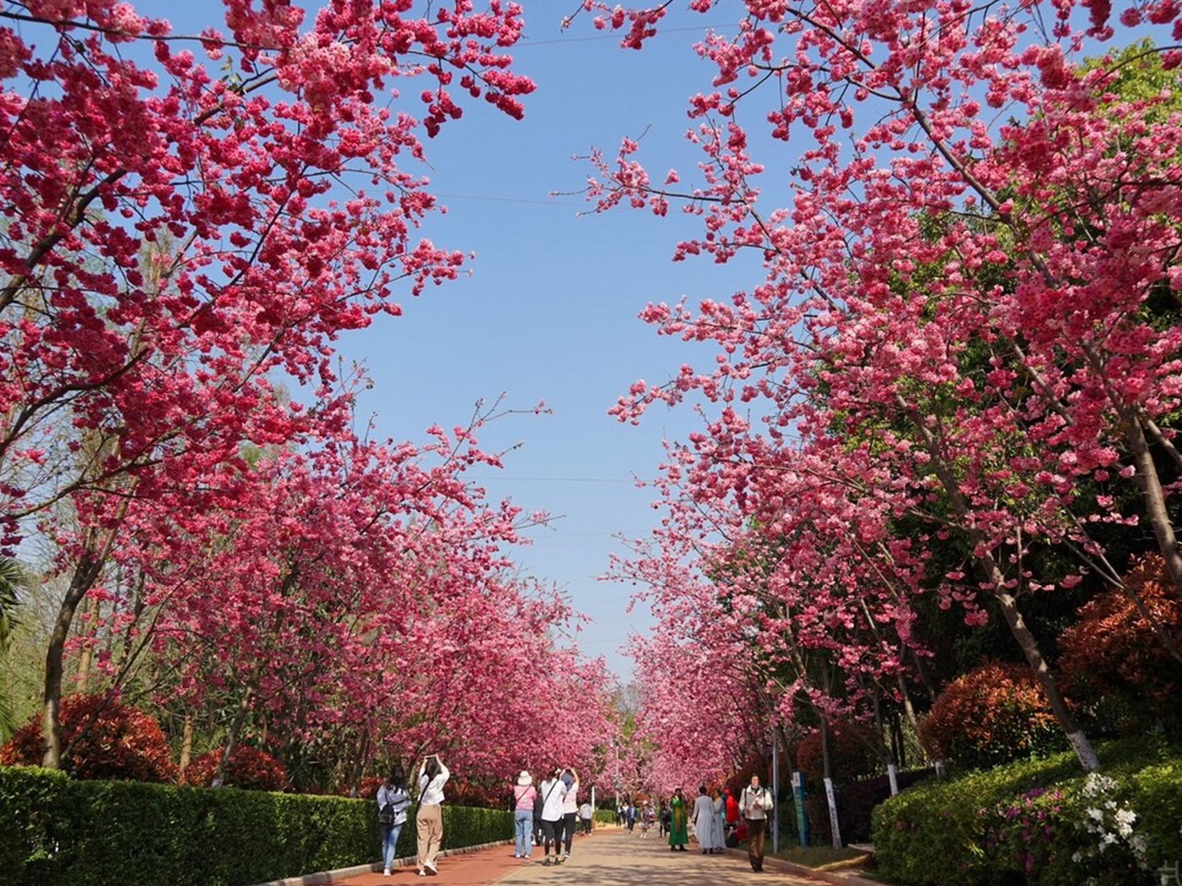 云南昆明洛龙公园坐落在呈贡区,初春三月,公园樱花盛开.