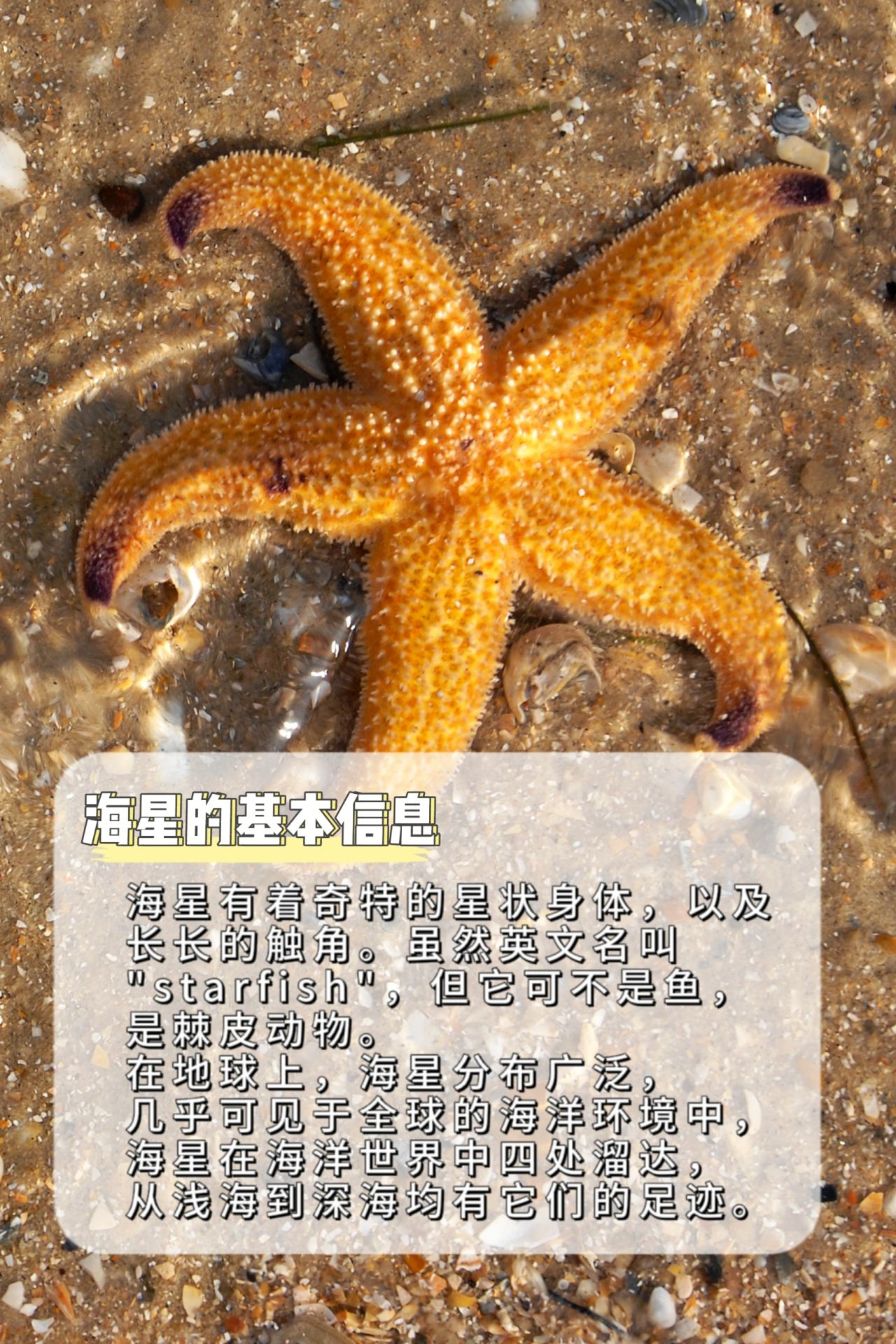 海洋生物科普|海星还有这样的.@文秀老师分享的动态