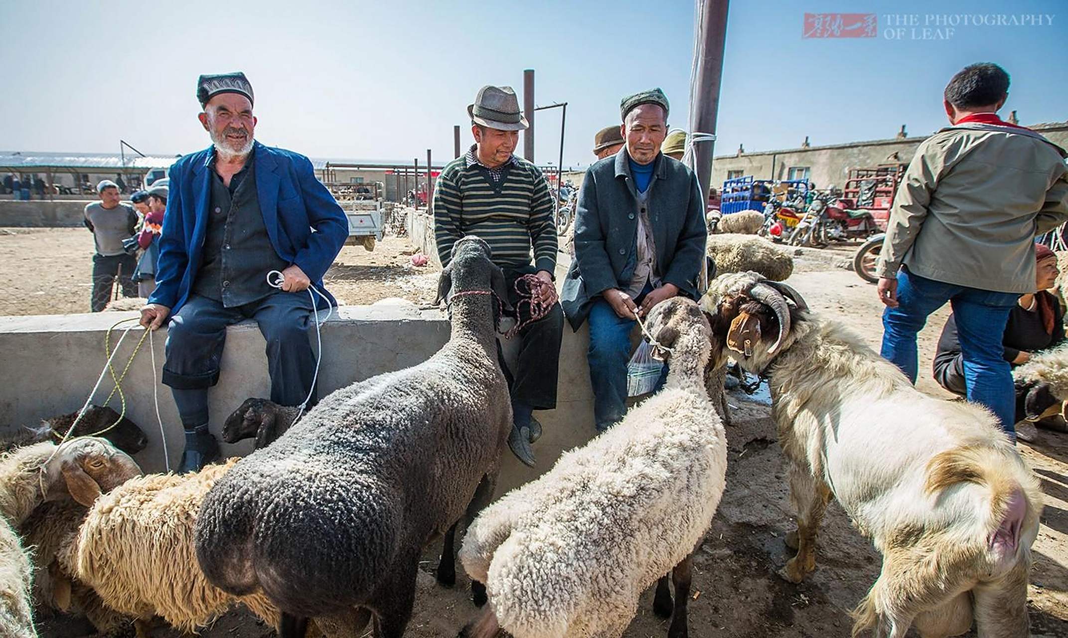 新疆的刀郎羊一只卖出1400万的高价,一筷子下去就好几万,不知谁有这