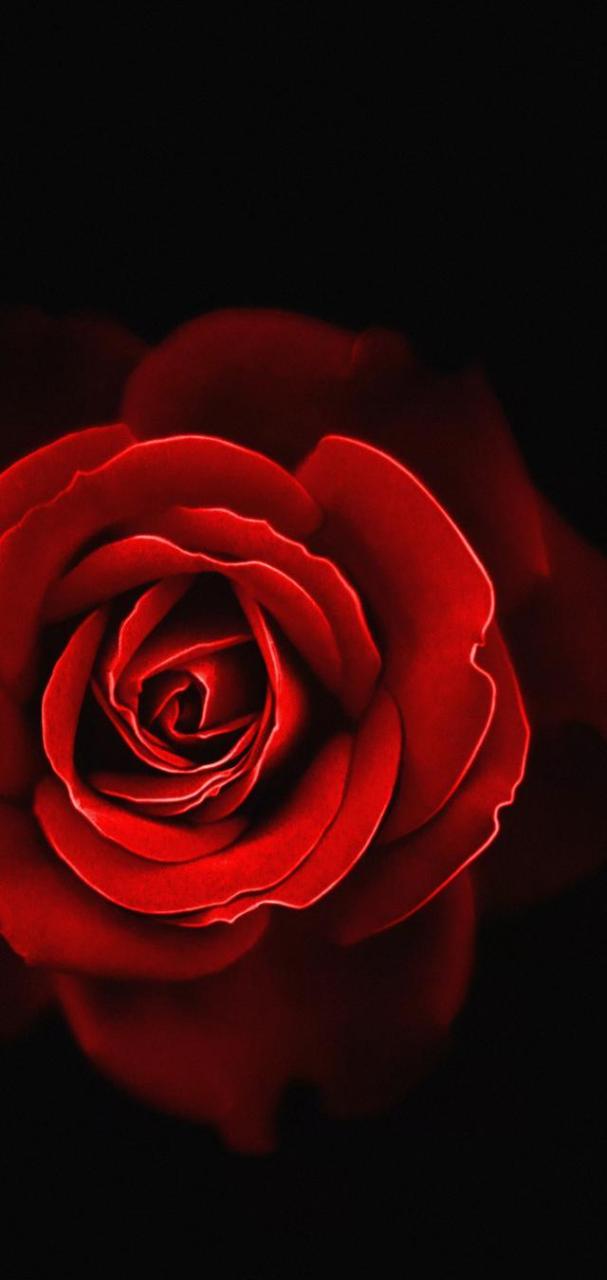 超清画质深色炫酷花卉主题壁纸