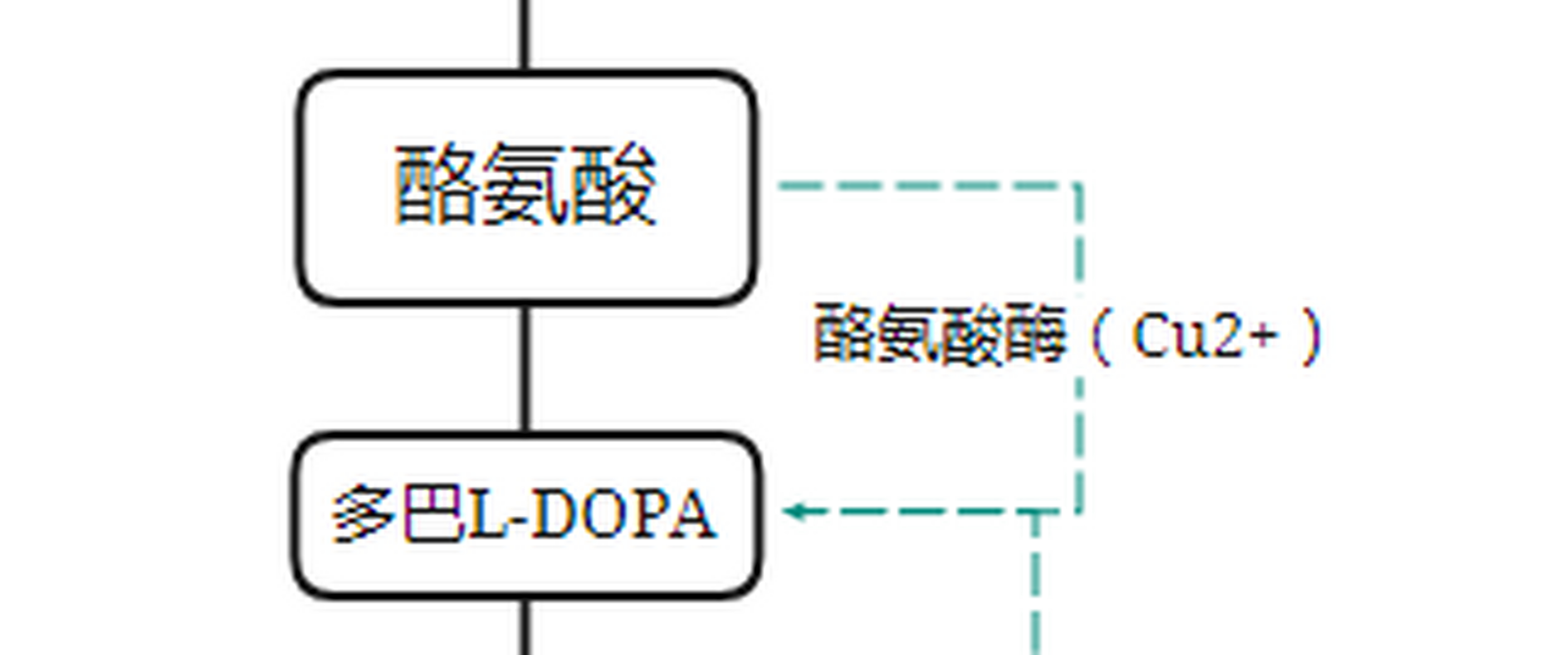 酪氨酸酶作用机制-抑制酪氨酸酶 在黑素细胞摄取l-酪氨酸后,在含铜