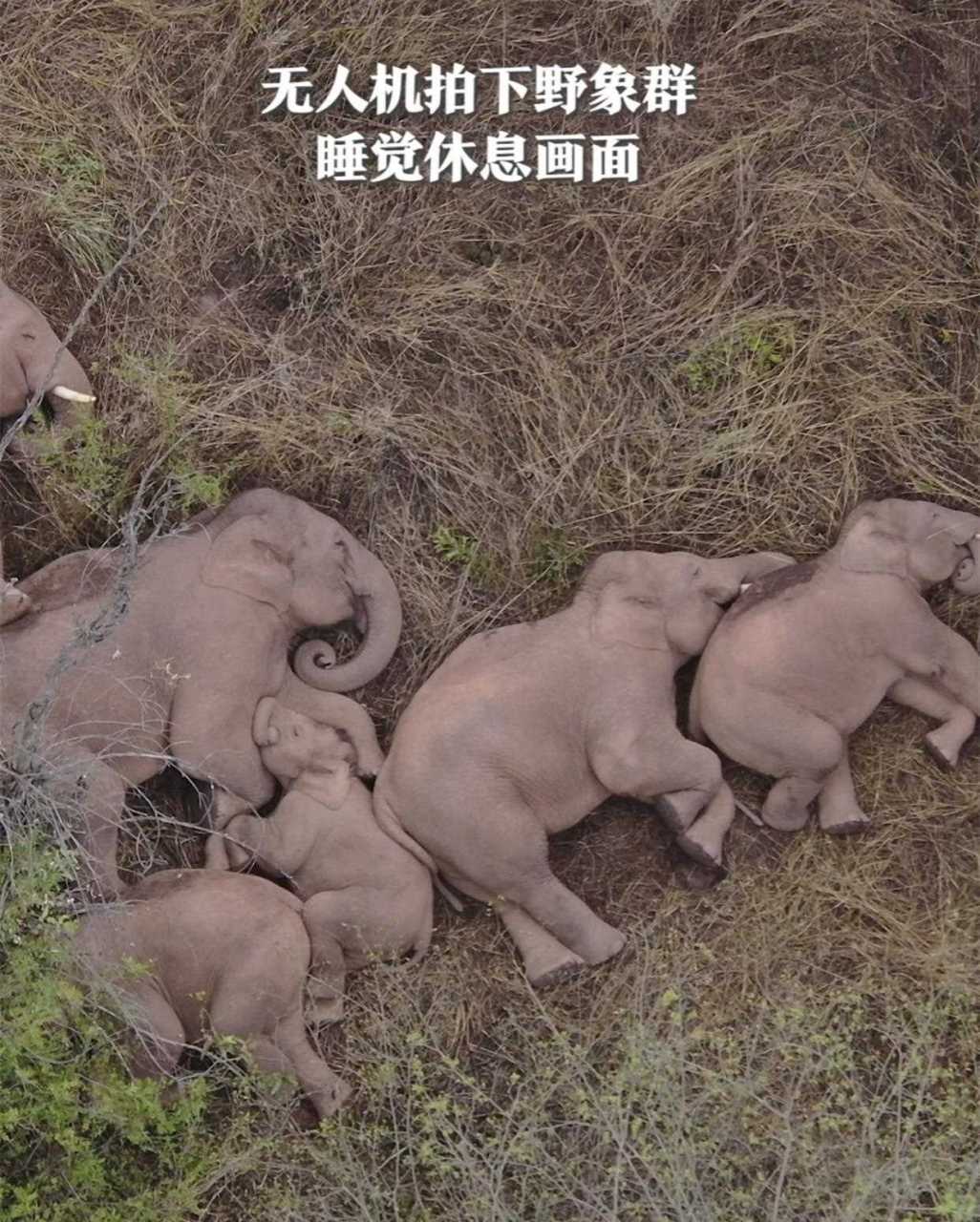 被无人机拍下睡觉的场面,原来大象睡觉也是躺着睡的!