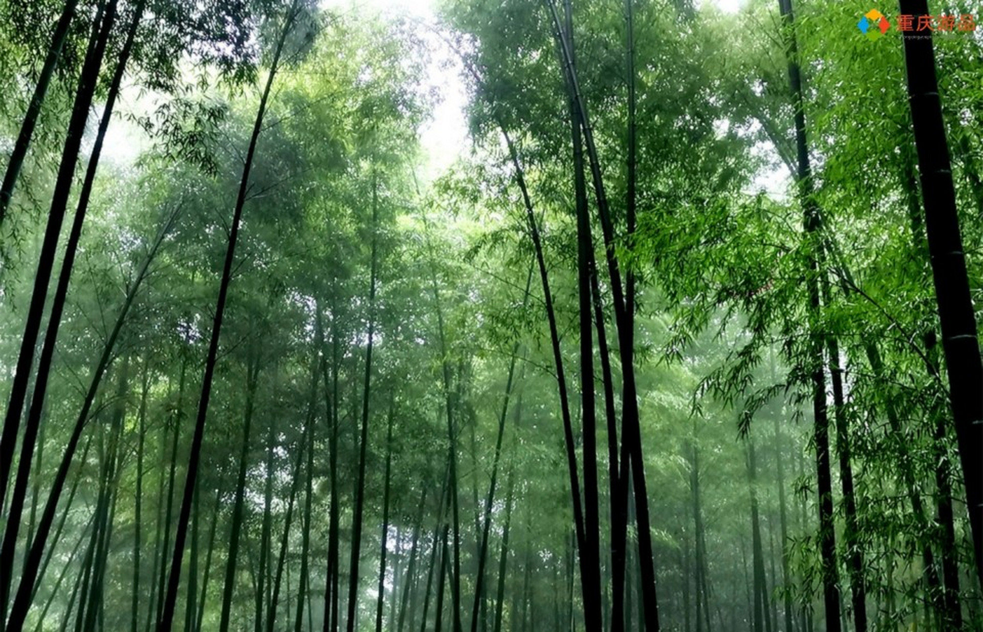 【重庆周边游推荐】永川的茶山竹海正如其名,这里拥有2万亩大型茶园和