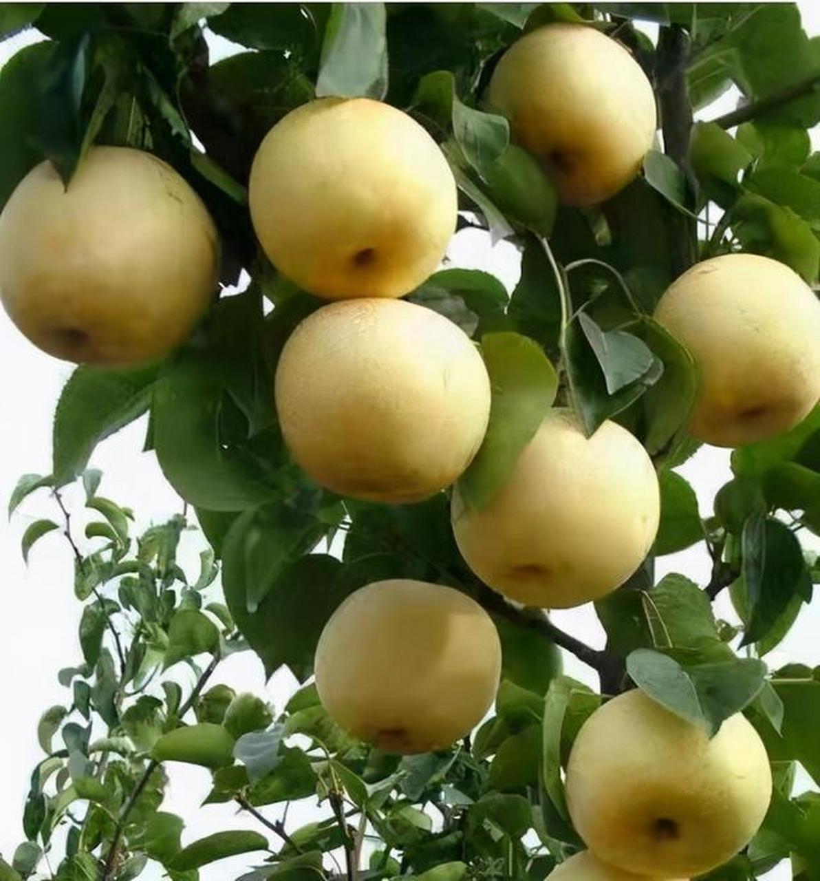 南阳特产——南阳博望黄金梨  黄金梨独有的"皮薄,肉厚,营养丰富,嘴嚼