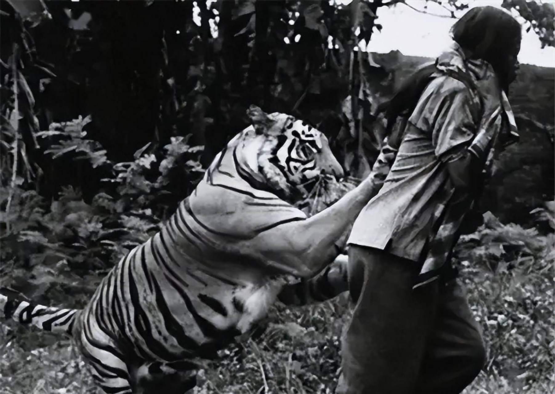 一九零五年,一只食人虎在尼泊尔和印度出现,七年内吞食了436人,直到它