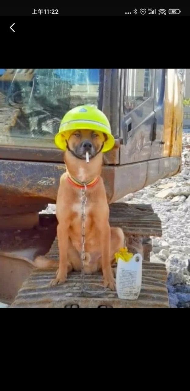 当家里的狗喜欢挖垃圾桶时,他就成为了下一个建筑工地狗