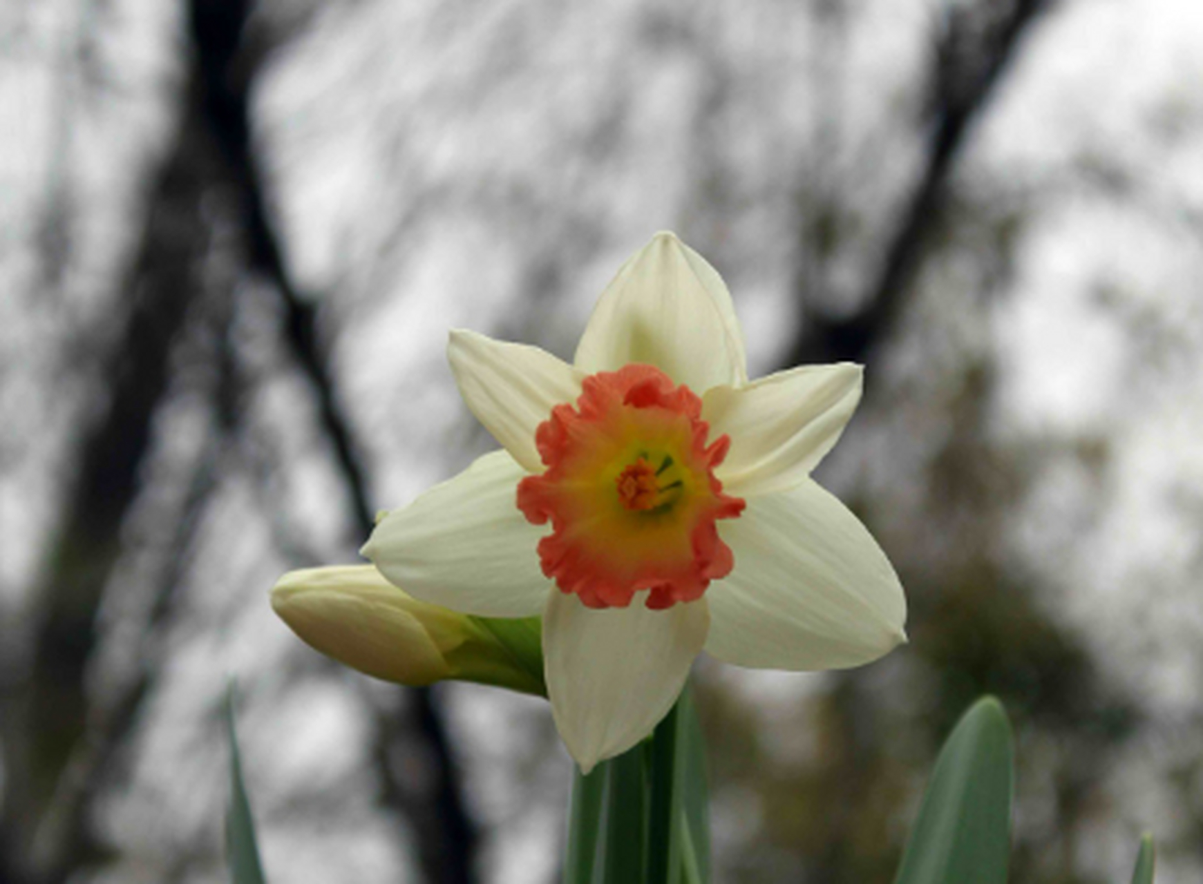 洋水仙又称风信子,西洋水仙,五色水仙和时样锦,它是一种多年生草本