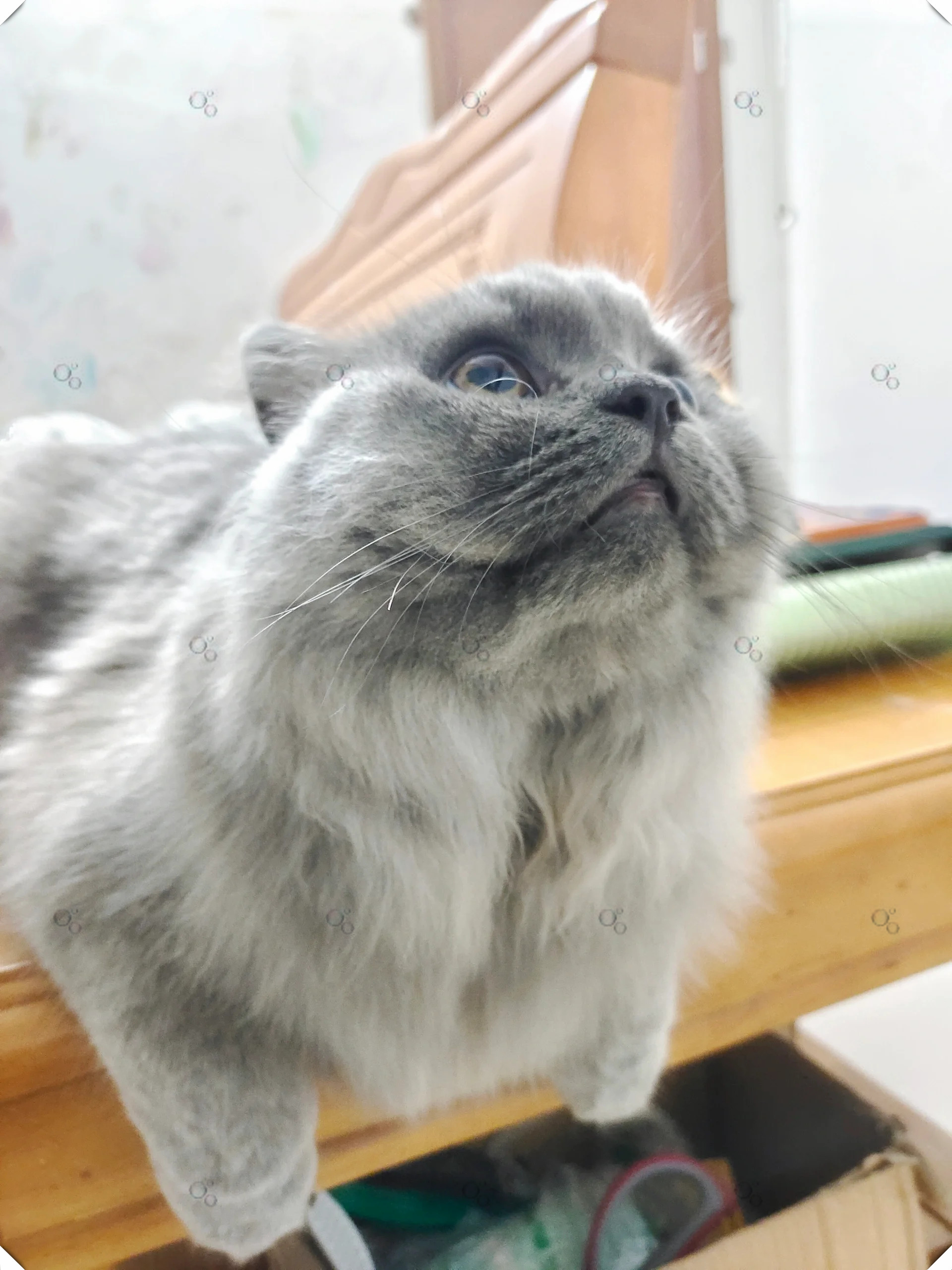 小咪超级喜欢吃这个牌子的猫条每次一回家就带我去扒拉猫条不然就