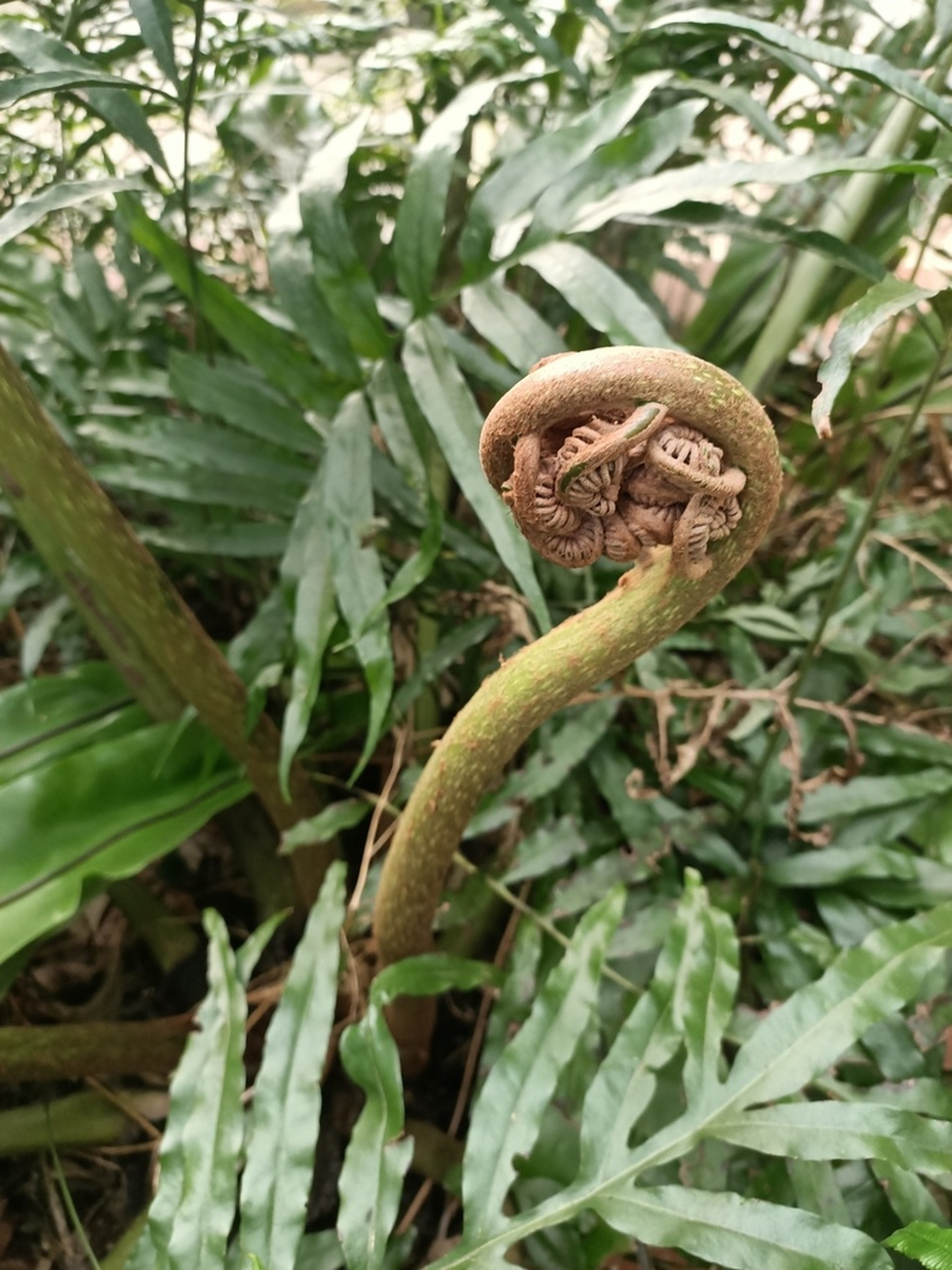 国家二级保护植物  本属约有两百种,分布于旧大陆热带和亚热带地区