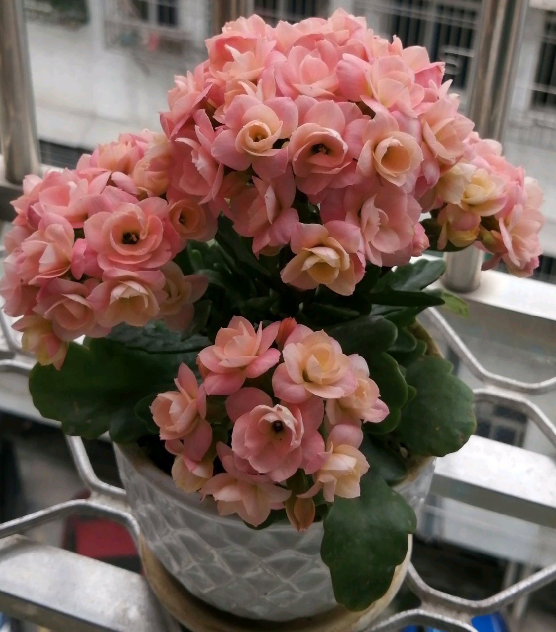 长寿花"维罗纳"开花的样子(也叫维纳斯,七彩祥云),中小型品种,特别爱