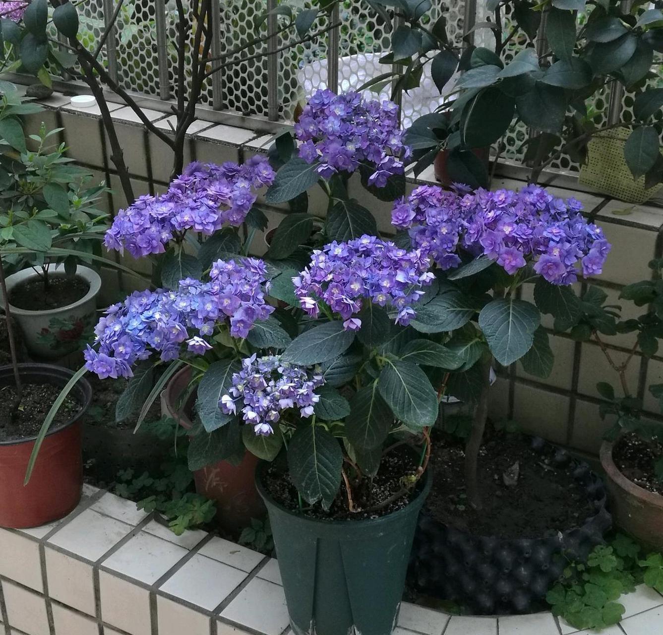 夏天是绣球花的季节,给大家介绍一种适合阳台养的小型绣球花——筑紫