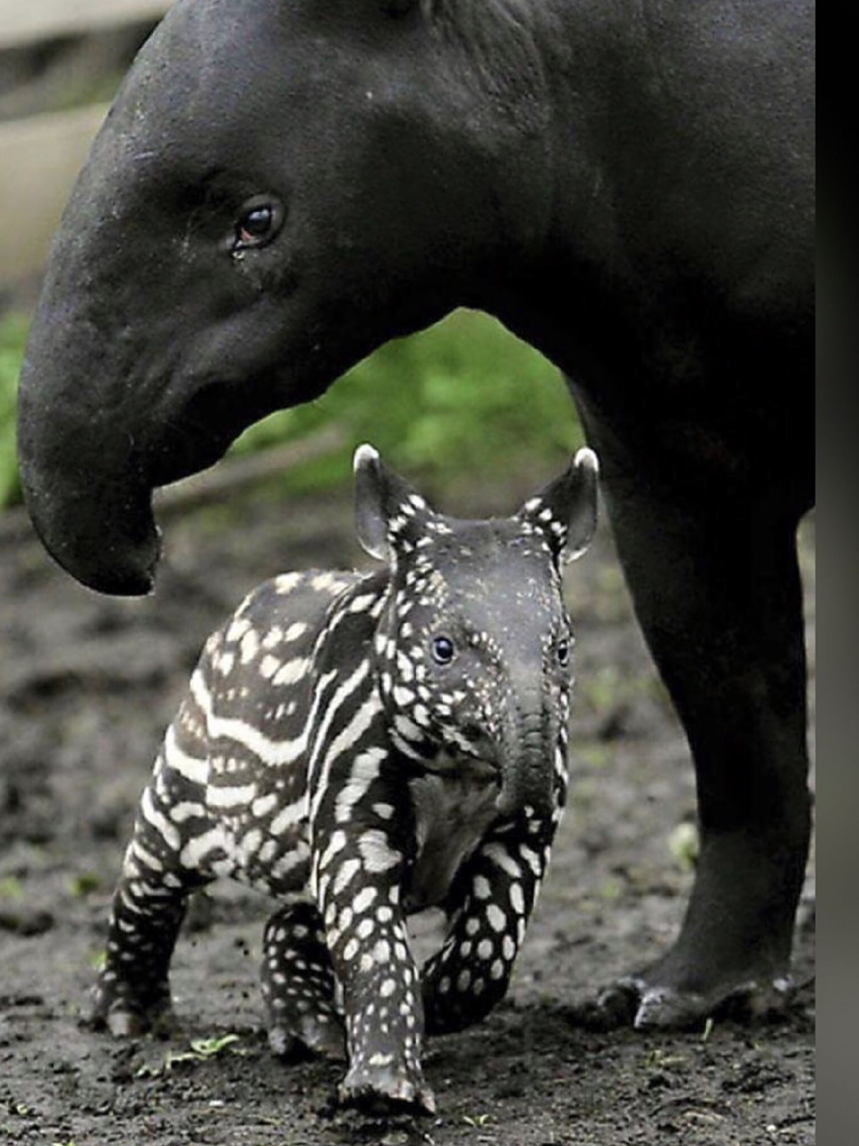 每天陪孩子一起瞧动物 名称:亚洲貘(mo四声) 别名:马来貘,印度貘,五不