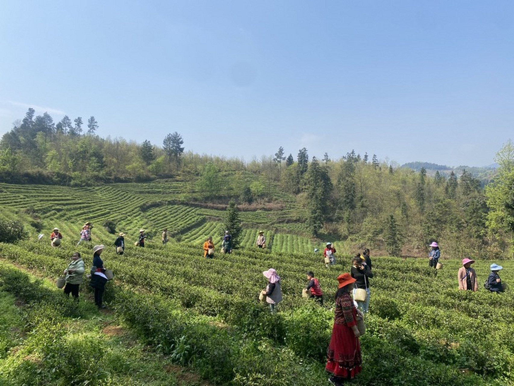【贵州春茶】近日,毕节市金沙县禹谟镇17000亩茶叶秀出了嫩芽,禹谟镇