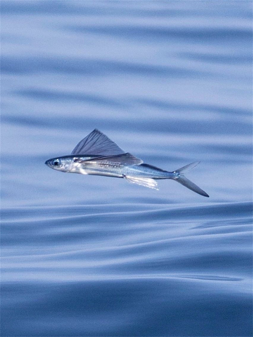 你以为飞鱼在飞,因为它们的确像在"飞"