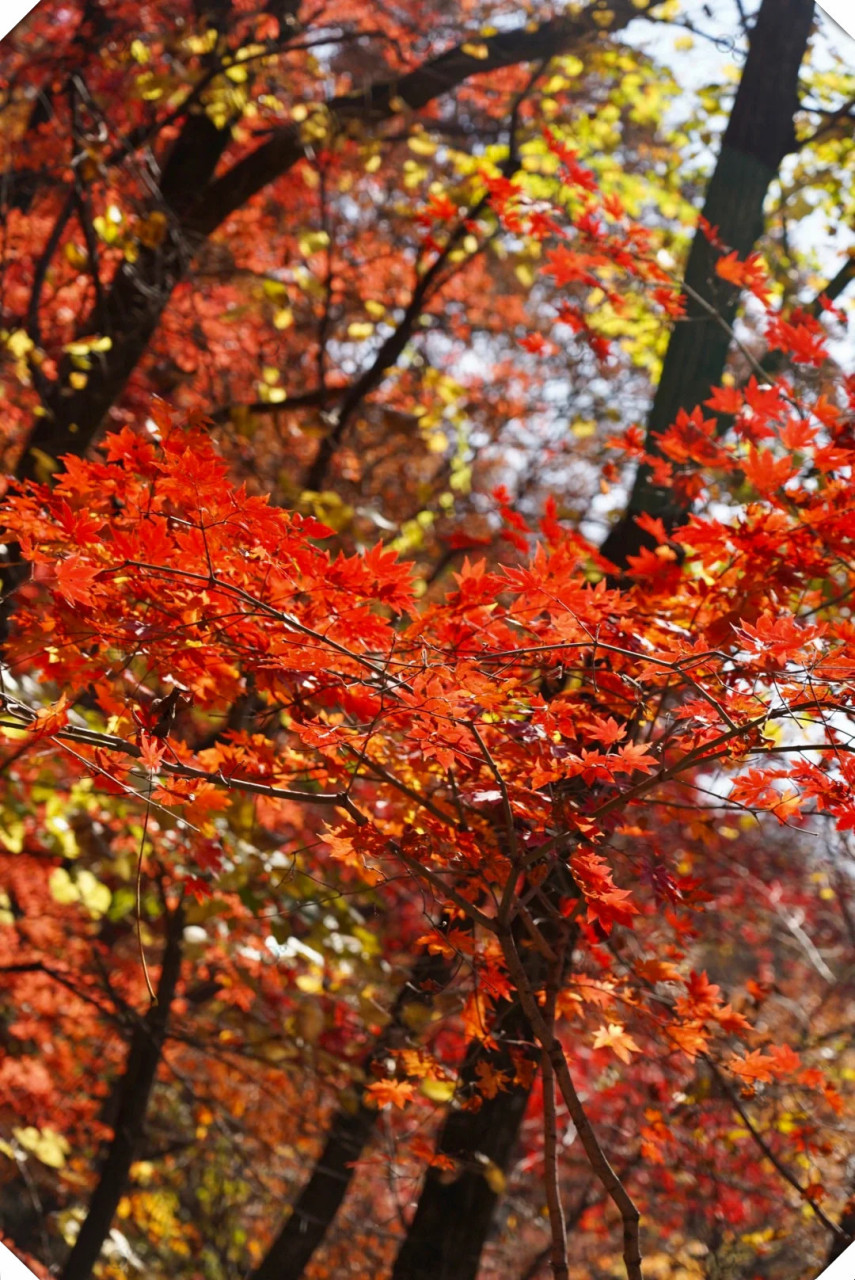 本溪关门山国家森林公园是沈阳周边游的绝佳选择.