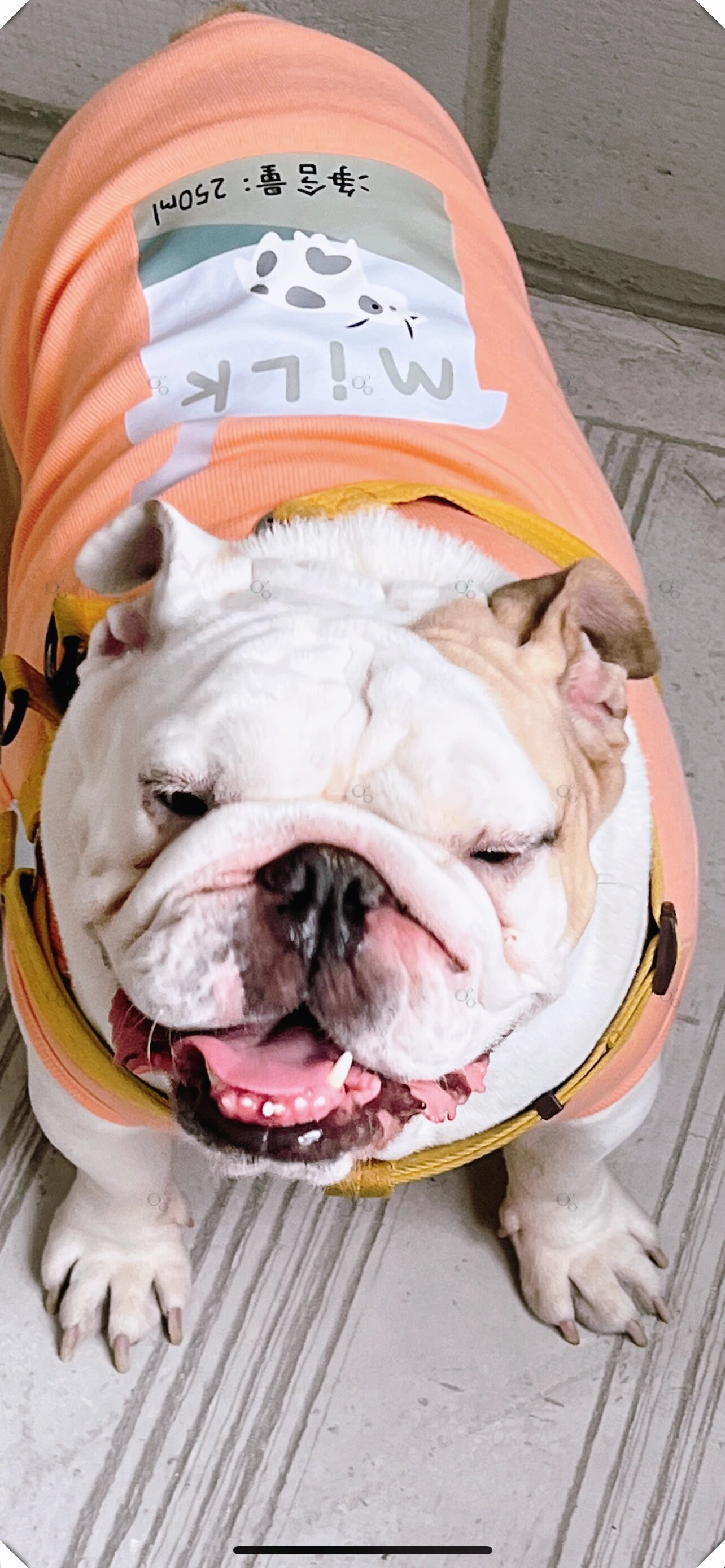 英国斗牛犬是乌鲁木齐宠物界最受欢迎的明星哦!