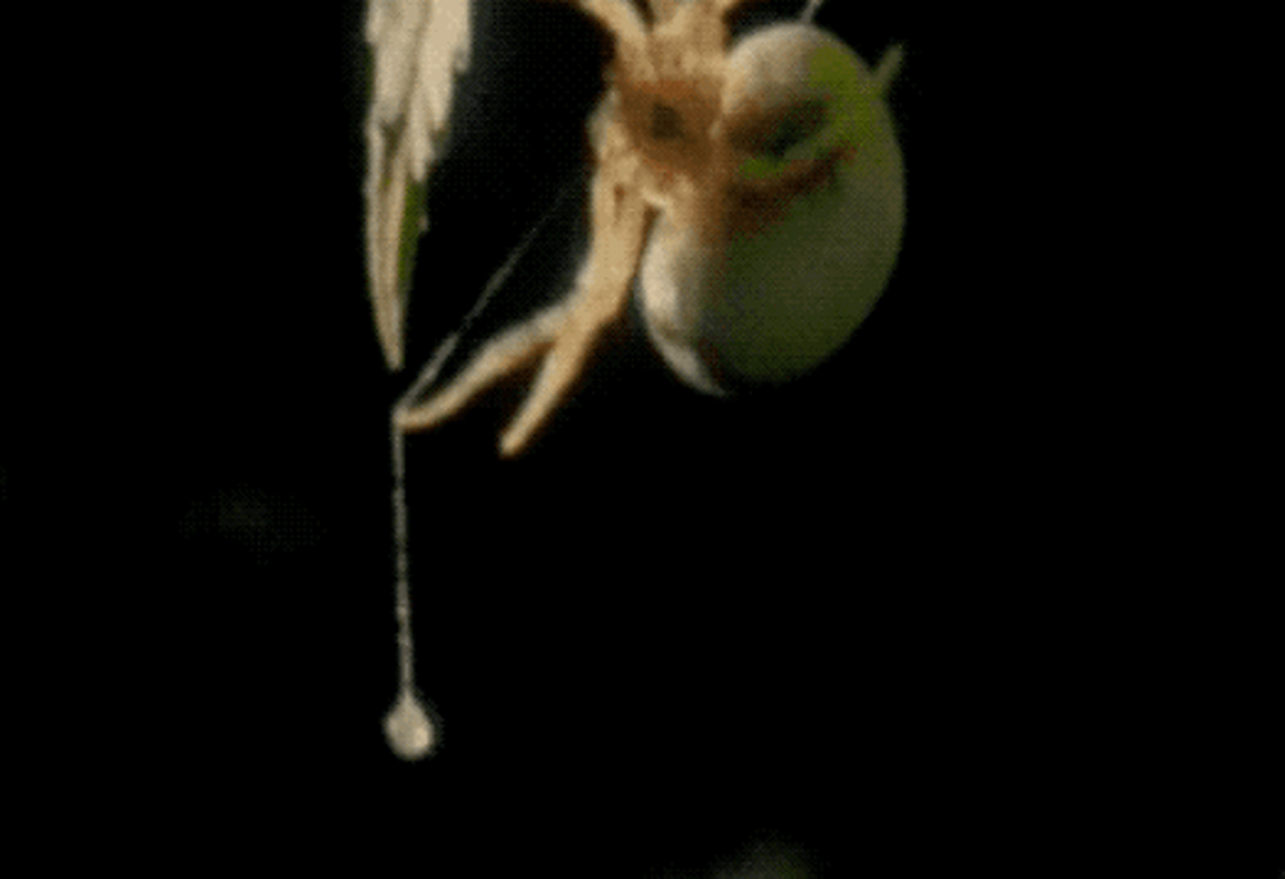 流星锤蜘蛛#会分泌一种特殊的蜘蛛丝,其末端有一个直径约为2.