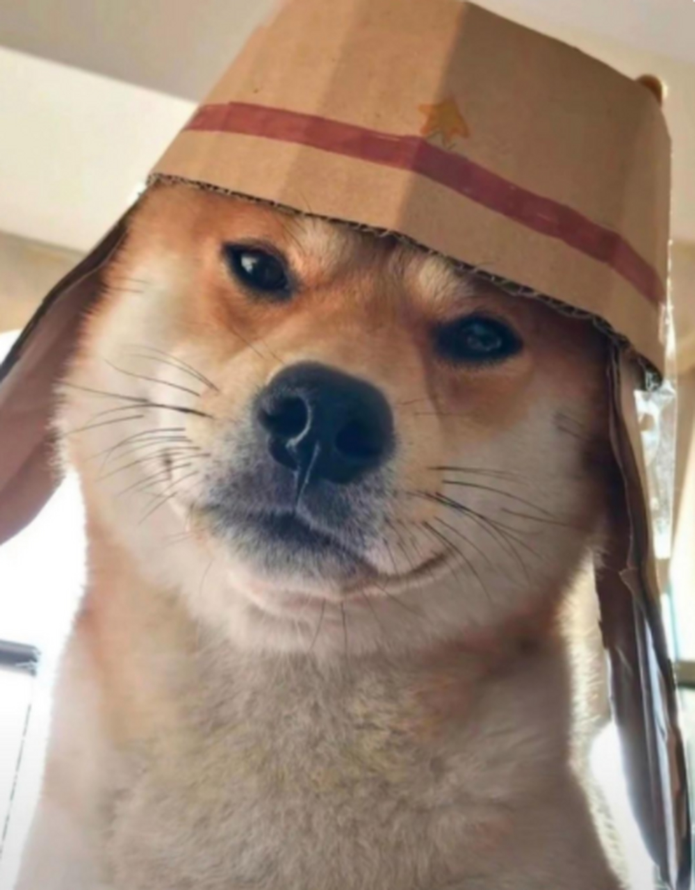 这狗子怎么跟小八嘎似的啊?