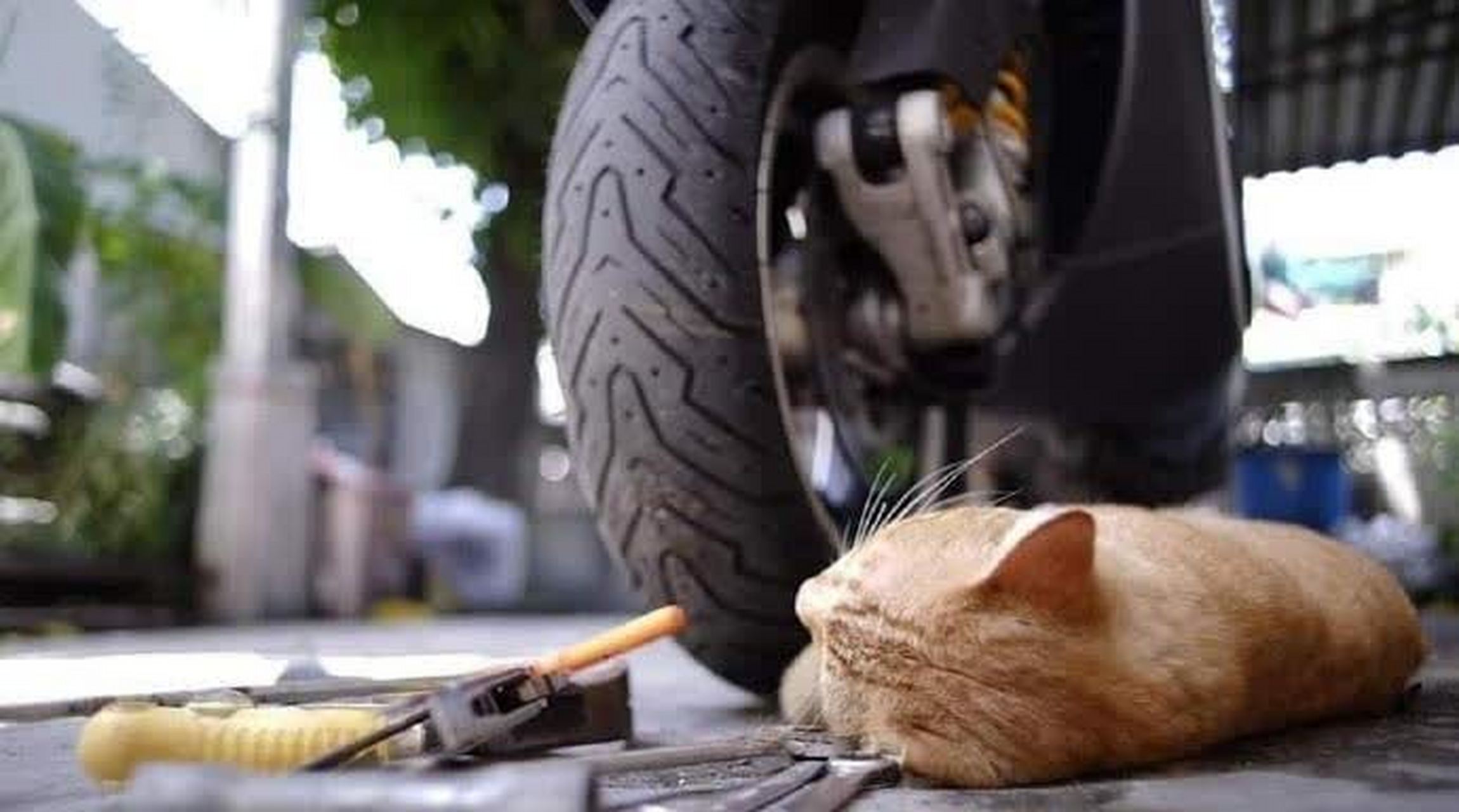 这猫师傅修车太不专业了,修到一半就睡着了,怎么叫醒他?