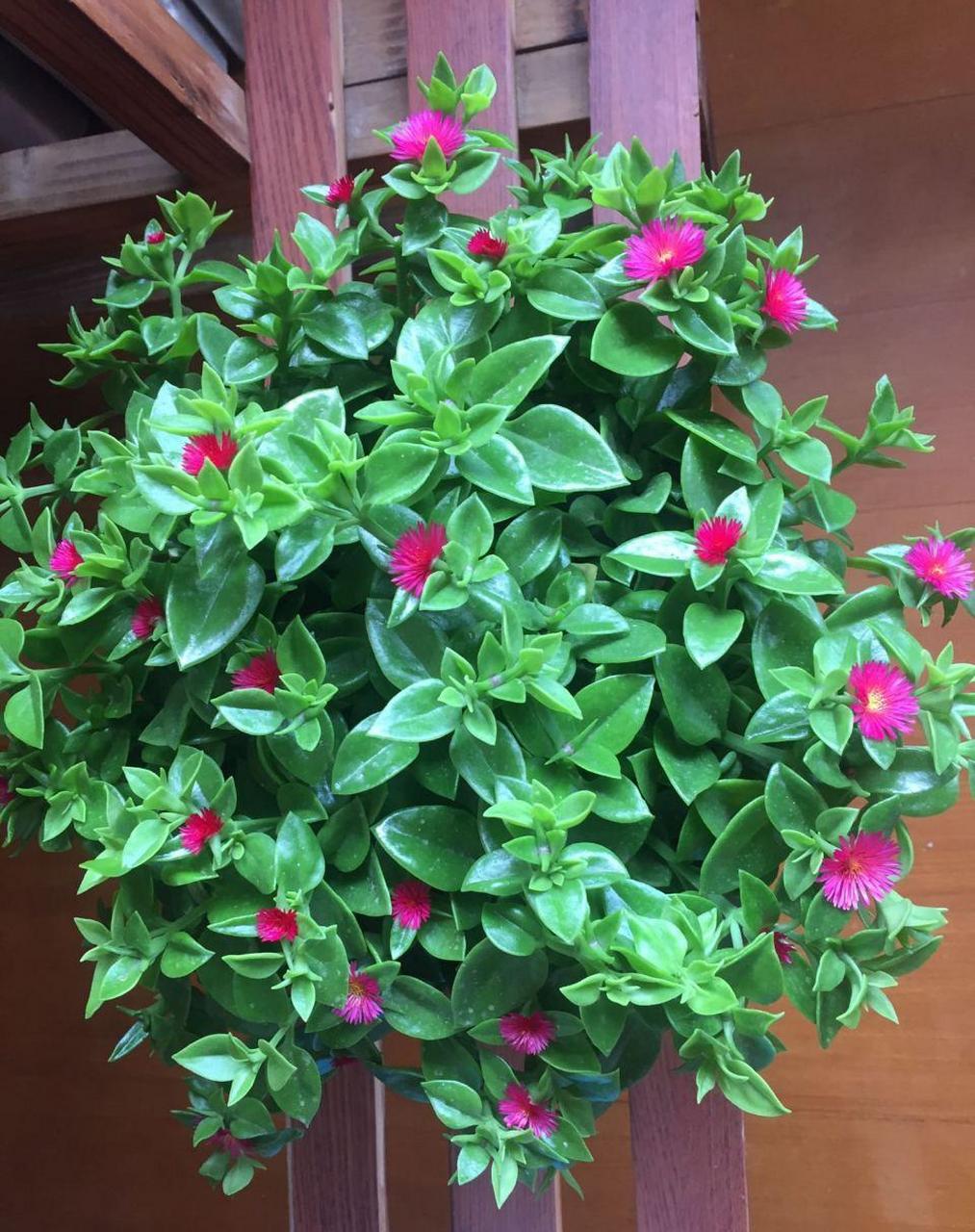 心叶日中花,别名牡丹吊兰,番杏科多年生常绿草本植物,株高只有30cm