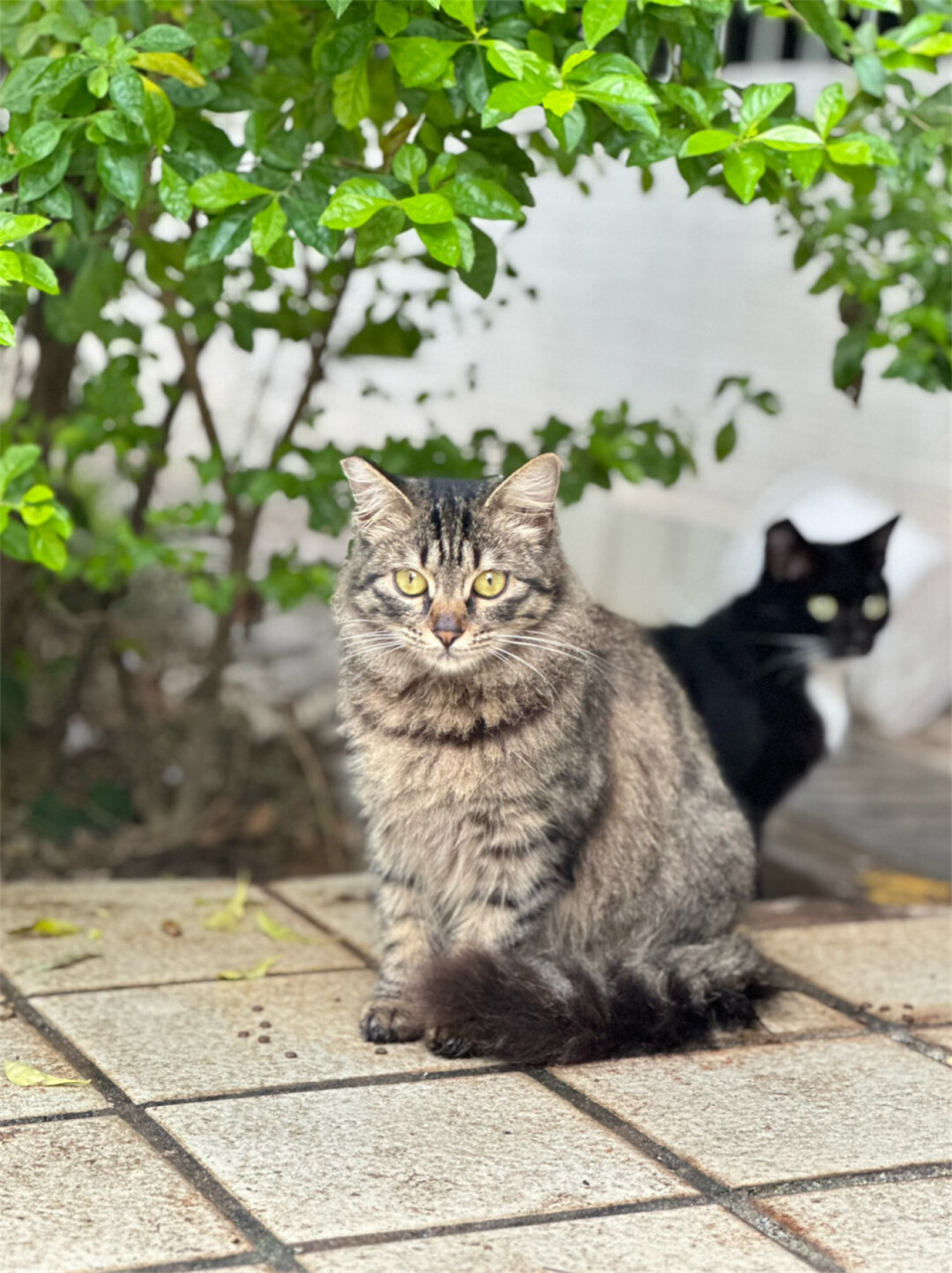 长毛狸花猫 品种图片